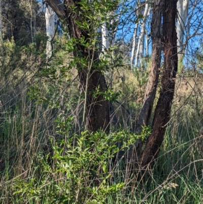 Ligustrum sinense (Narrow-leaf Privet, Chinese Privet) at Belconnen, ACT - 19 Oct 2023 by CattleDog