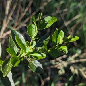 Ligustrum sinense at Belconnen, ACT - 19 Oct 2023