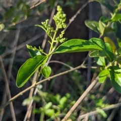 Ligustrum sinense at Belconnen, ACT - 19 Oct 2023