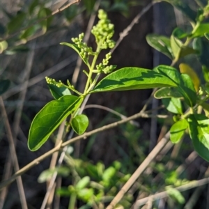 Ligustrum sinense at Belconnen, ACT - 19 Oct 2023 05:36 PM