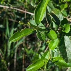 Ligustrum sinense at Belconnen, ACT - 19 Oct 2023 05:36 PM