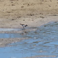 Charadrius melanops (Black-fronted Dotterel) at Gordon, ACT - 19 Oct 2023 by RodDeb