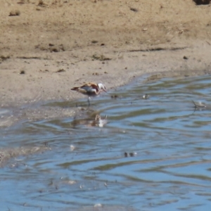 Charadrius melanops at Gordon, ACT - 19 Oct 2023 01:53 PM