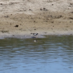 Charadrius melanops at Gordon, ACT - 19 Oct 2023