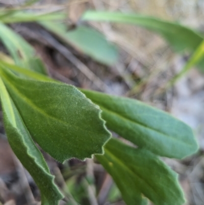 Goodenia pinnatifida (Scrambled Eggs) at Lake Ginninderra - 19 Oct 2023 by CattleDog