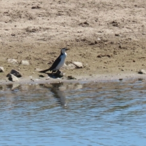 Microcarbo melanoleucos at Gordon, ACT - 19 Oct 2023