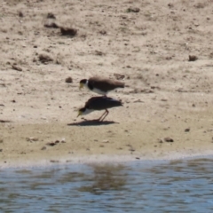 Vanellus miles (Masked Lapwing) at Gordon, ACT - 19 Oct 2023 by RodDeb