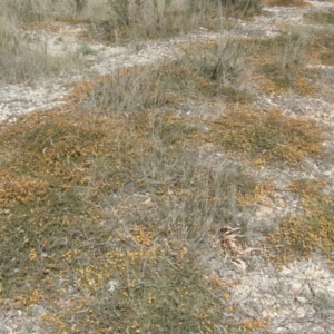 Pultenaea microphylla at Windellama, NSW - 27 Sep 2023