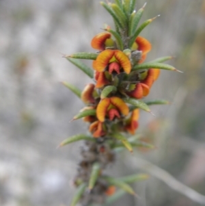 Daviesia acicularis at Tarago, NSW - 27 Sep 2023 11:28 AM