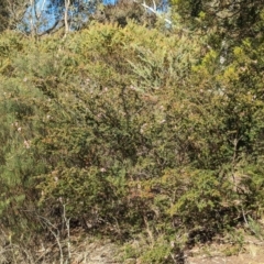 Kunzea parvifolia (Violet Kunzea) at Belconnen, ACT - 19 Oct 2023 by CattleDog