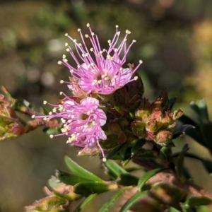 Kunzea parvifolia at Belconnen, ACT - 19 Oct 2023 05:14 PM