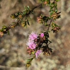 Kunzea parvifolia at Belconnen, ACT - 19 Oct 2023 05:14 PM