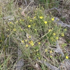 Hibbertia calycina (Lesser Guinea-flower) at Belconnen, ACT - 23 Sep 2023 by sangio7