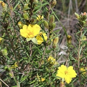 Hibbertia calycina at Belconnen, ACT - 23 Sep 2023 02:13 PM