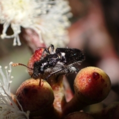 Eleale simplex at Murrumbateman, NSW - 19 Oct 2023 04:27 PM