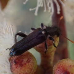 Eleale simplex at Murrumbateman, NSW - 19 Oct 2023 04:27 PM