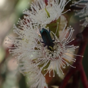 Phlogistus sp. (genus) at Murrumbateman, NSW - 19 Oct 2023