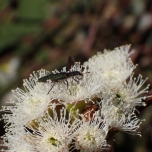 Eleale aspera at Murrumbateman, NSW - 19 Oct 2023