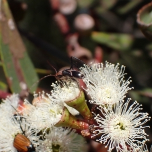 Zoedia divisa at Murrumbateman, NSW - 19 Oct 2023