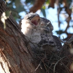 Podargus strigoides (Tawny Frogmouth) at Watson, ACT - 19 Oct 2023 by AniseStar