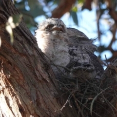 Podargus strigoides at Watson, ACT - 19 Oct 2023