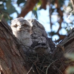 Podargus strigoides at Watson, ACT - 19 Oct 2023