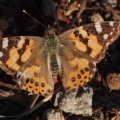 Vanessa kershawi (Australian Painted Lady) at Watson, ACT - 19 Oct 2023 by AniseStar