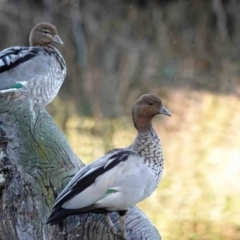 Chenonetta jubata (Australian Wood Duck) at Watson, ACT - 19 Oct 2023 by AniseStar