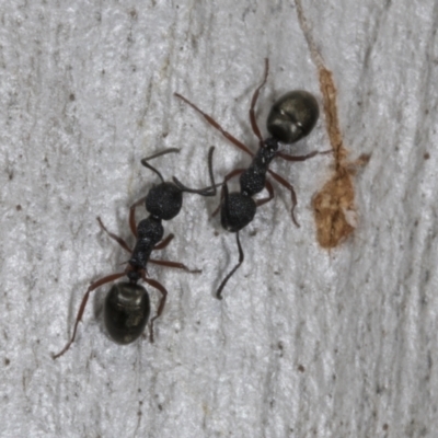 Dolichoderus scabridus (Dolly ant) at Chakola, NSW - 15 Oct 2023 by AlisonMilton