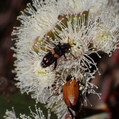 Eleale pulchra (Clerid beetle) at Murrumbateman, NSW - 19 Oct 2023 by SimoneC