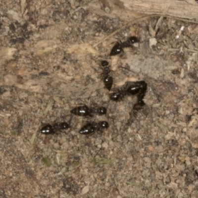Formicidae (family) (Unidentified ant) at Chakola, NSW - 15 Oct 2023 by AlisonMilton