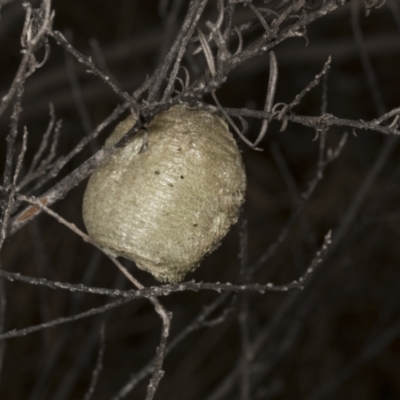 Mantidae (family) (Egg case of praying mantis) at Chakola, NSW - 15 Oct 2023 by AlisonMilton