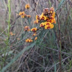 Dillwynia sericea (Egg And Bacon Peas) at Majura, ACT - 19 Oct 2023 by WalterEgo