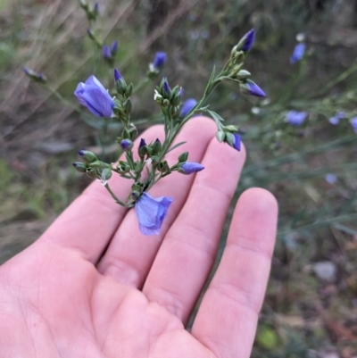 Linum marginale (Native Flax) at Mount Majura - 18 Oct 2023 by WalterEgo