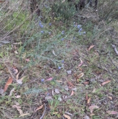 Linum marginale at Mount Majura - 19 Oct 2023