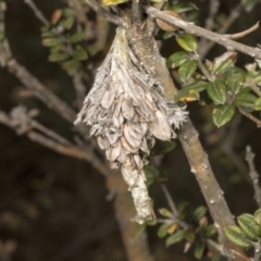 Hyalarcta huebneri (Leafy Case Moth) at Chakola, NSW - 15 Oct 2023 by AlisonMilton