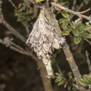 Hyalarcta huebneri at Chakola, NSW - 15 Oct 2023