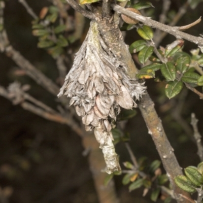 Hyalarcta huebneri (Leafy Case Moth) at Chakola, NSW - 15 Oct 2023 by AlisonMilton