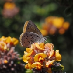 Cyprotides maculosus (Spotted Trident-blue) at Namadgi National Park - 19 Oct 2023 by RAllen