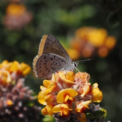 Cyprotides maculosus (Spotted Trident-blue) at Namadgi National Park - 19 Oct 2023 by RAllen