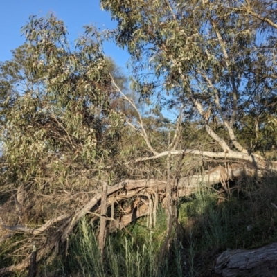 Eucalyptus pauciflora subsp. pauciflora (White Sally, Snow Gum) at Majura, ACT - 19 Oct 2023 by WalterEgo