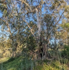 Eucalyptus pauciflora subsp. pauciflora at Mount Majura - 19 Oct 2023 07:18 AM