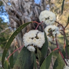 Eucalyptus pauciflora subsp. pauciflora at Mount Majura - 19 Oct 2023 07:18 AM