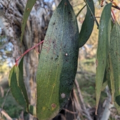 Eucalyptus pauciflora subsp. pauciflora at Mount Majura - 19 Oct 2023 07:18 AM