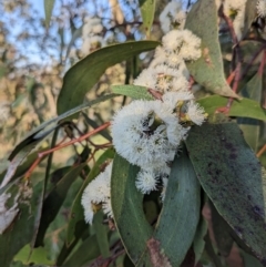 Eucalyptus pauciflora subsp. pauciflora at Mount Majura - 19 Oct 2023 07:18 AM