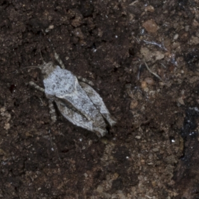 Tetrigidae (family) (Pygmy grasshopper) at Chakola, NSW - 15 Oct 2023 by AlisonMilton