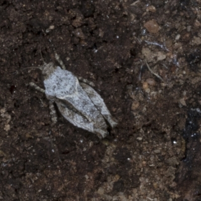 Tetrigidae (family) (Pygmy grasshopper) at Chakola, NSW - 14 Oct 2023 by AlisonMilton