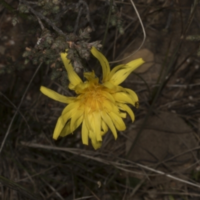 Microseris walteri (Yam Daisy, Murnong) at Chakola, NSW - 15 Oct 2023 by AlisonMilton