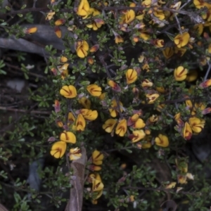 Pultenaea microphylla at Chakola, NSW - 15 Oct 2023 11:27 AM