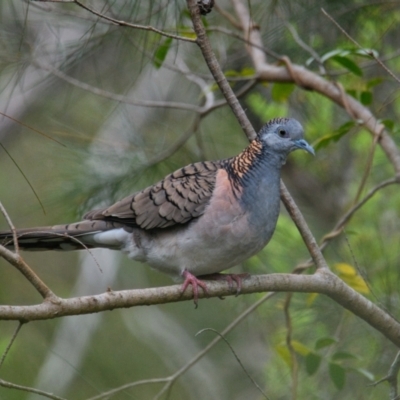 Geopelia humeralis (Bar-shouldered Dove) at Brunswick Heads, NSW - 18 Oct 2023 by macmad